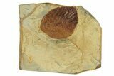 Double-Sided Fossil Leaf (Beringiaphyllum) Plate - Montana #271041-2